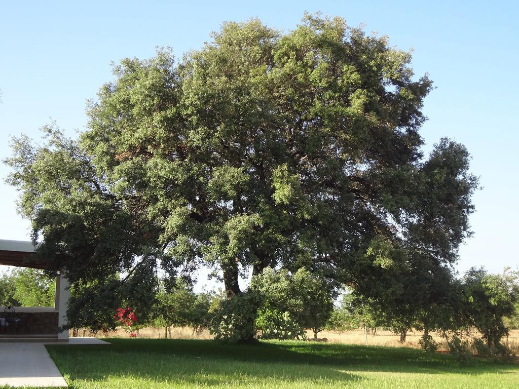 Bauernhof Sa Vinya D'en Palerm *